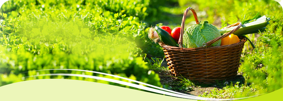 Vente de paniers de légumes